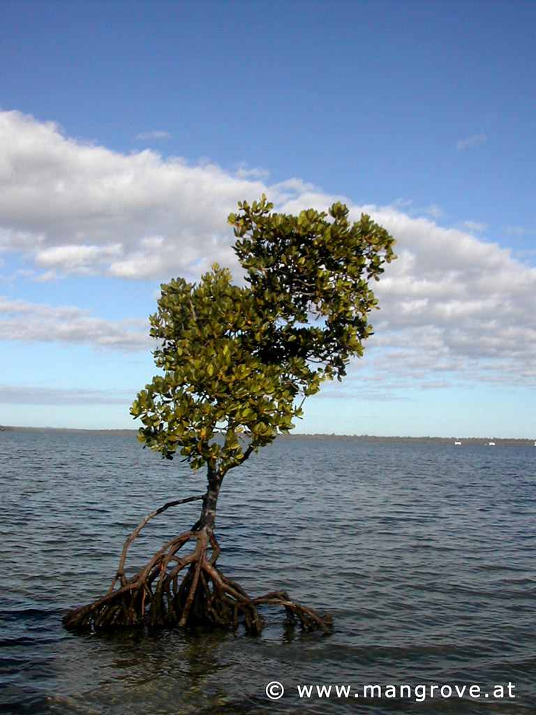 Rhizophora stylosa introduction